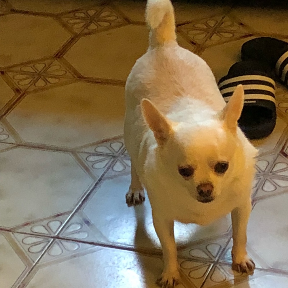 Meet your Posher, Kimchi